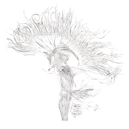 Logo Dra. Madian Scarlett